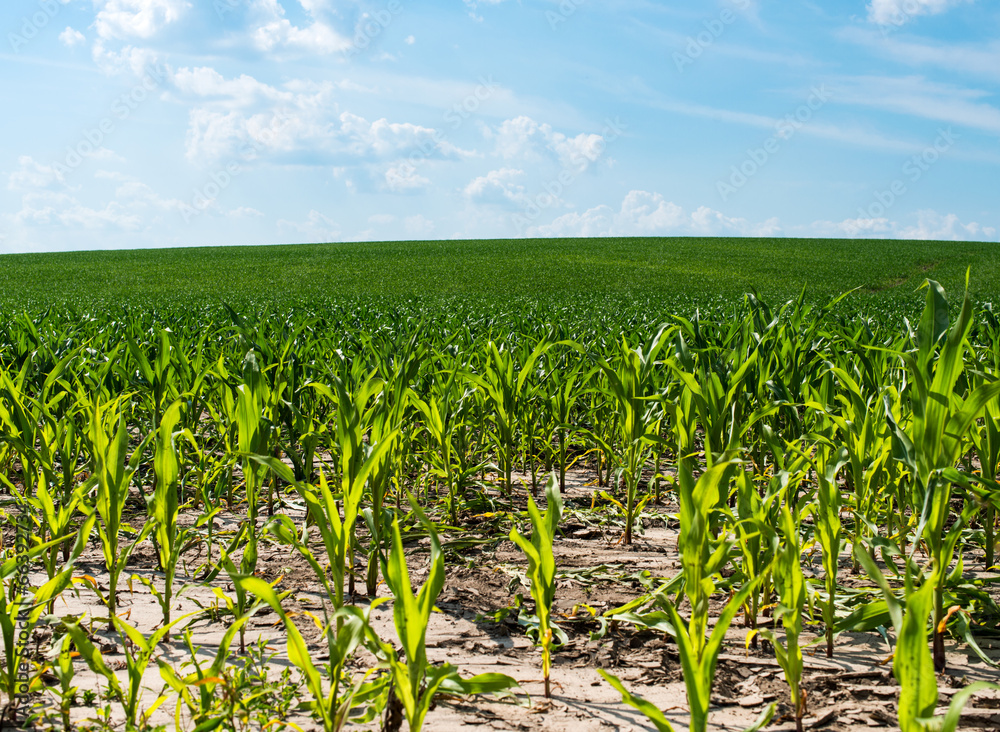 Fototapeta premium Corn field