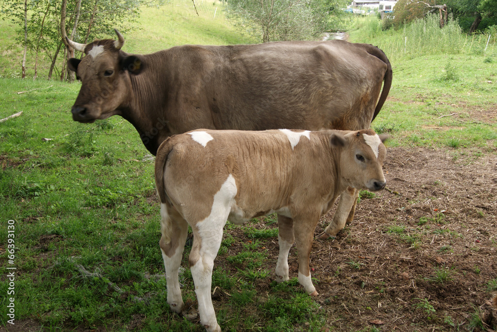Cow with calf