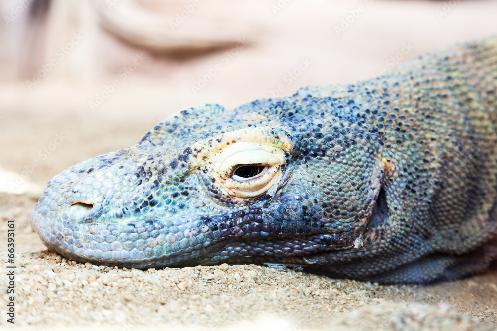 Head of Komodo dragon