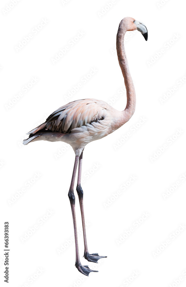 Standing flamingo. Isolated over white