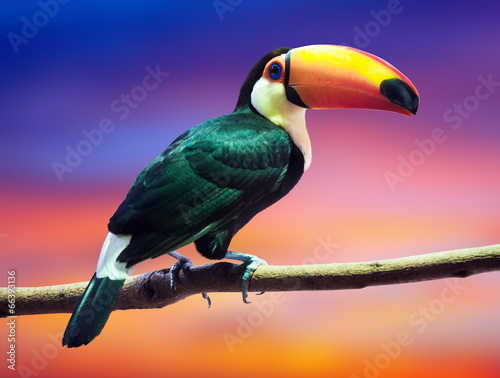  Toco Toucan against sunset sky