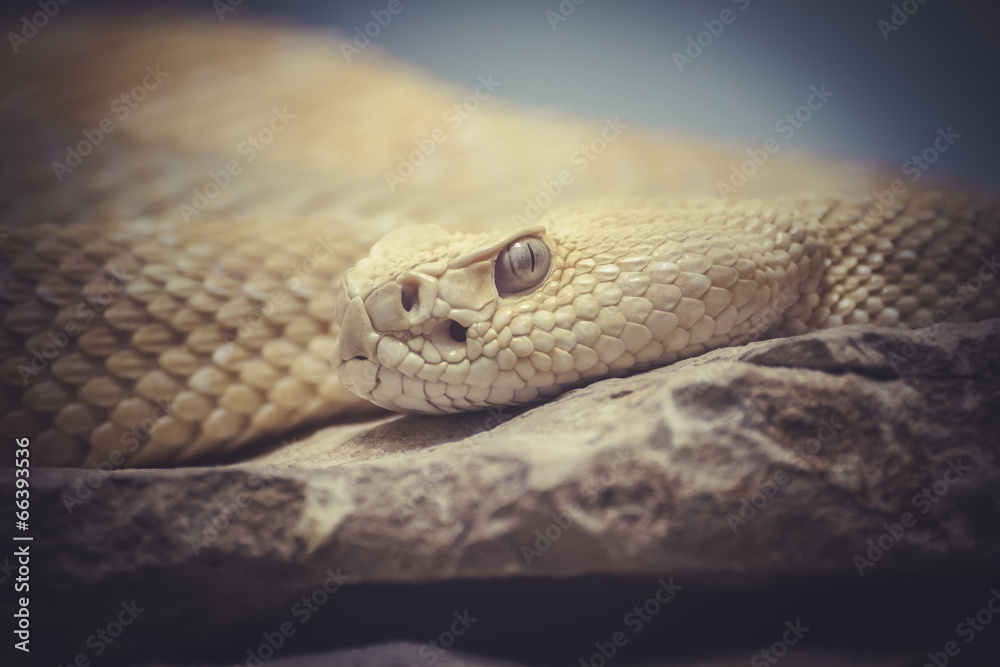 Beautiful snake lying in the sun with fine scales on their skin Beautiful snake lying in the sun with fine scales on their skin
