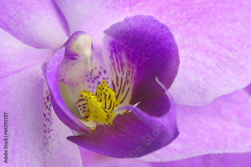 Makroaufnahme von Orchideenblüte