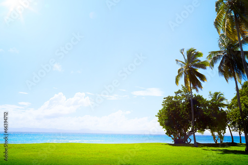 art Coconut palm on tropical golf course grass and Caribbean sea