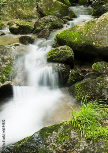 Creek in the forest