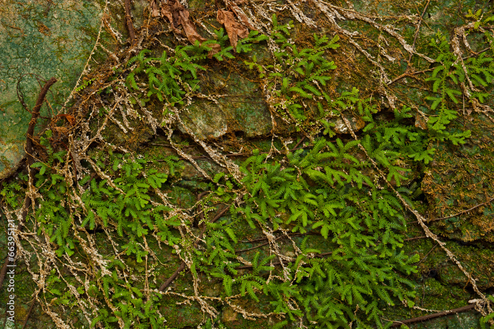 Trees of green ivy on old wall. Trees of green ivy on old wall.