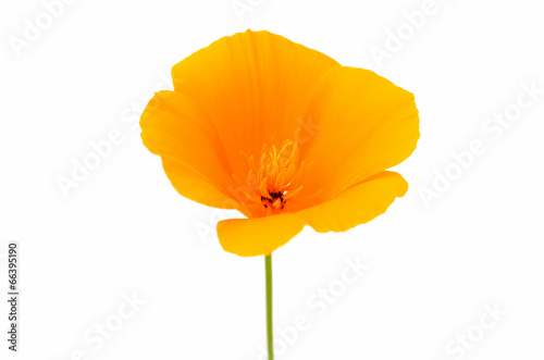 Eschscholzia californica flower