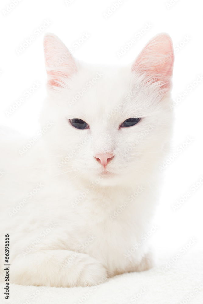 portrait of a beautiful white cat
