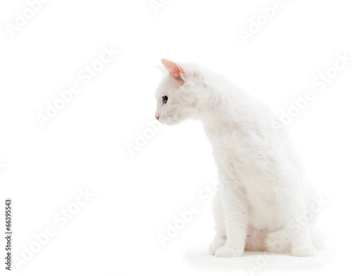 Photography white cat on a white background isolated