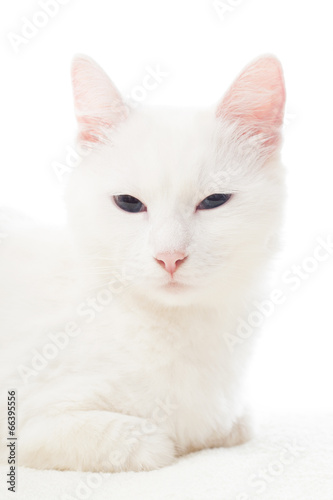 portrait of a beautiful white cat