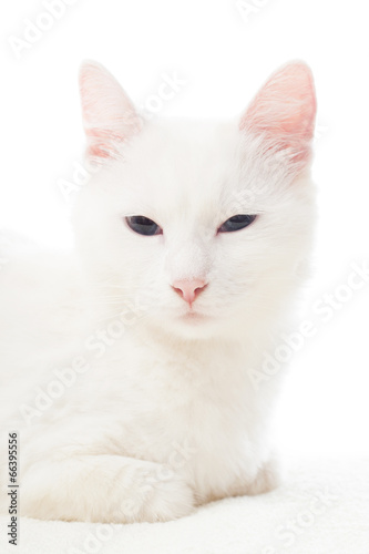 portrait of a beautiful white cat © Happy monkey