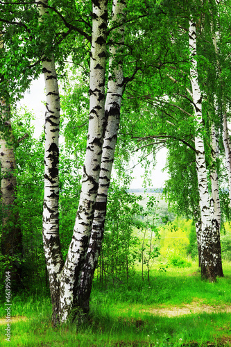 Dekoracja na wymiar  forest-birch