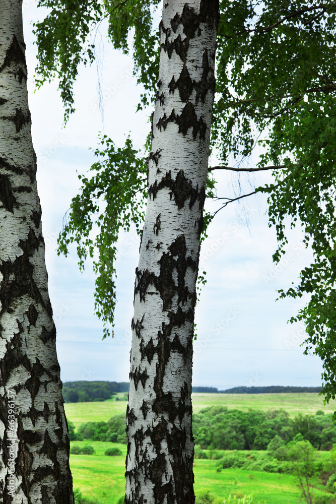 Obraz premium forest birch