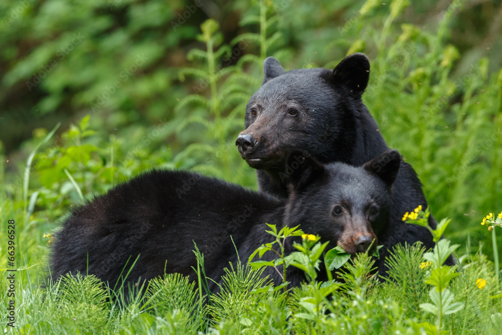 Obraz premium Mother black bear and her one year old cub