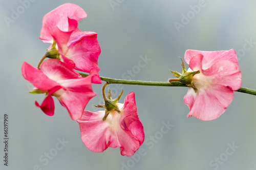 Slika na platnu Pink Sweetpea