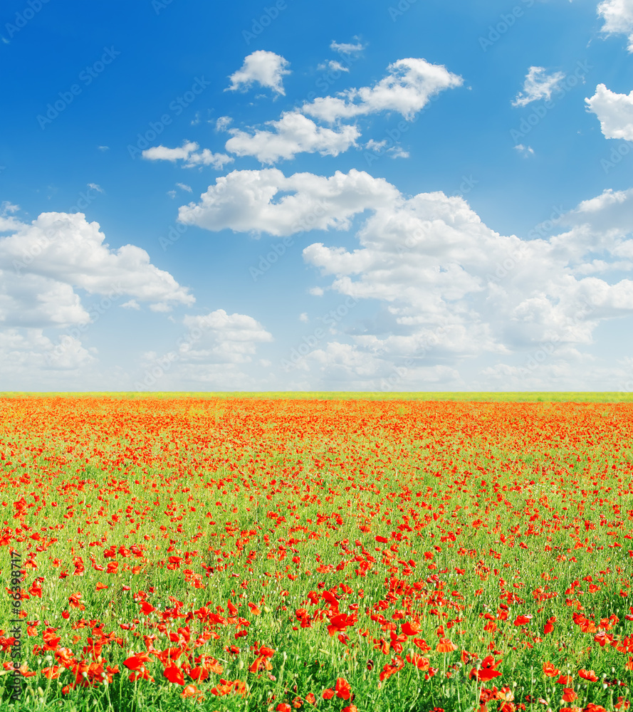 red poppies field and blue cloudy sky