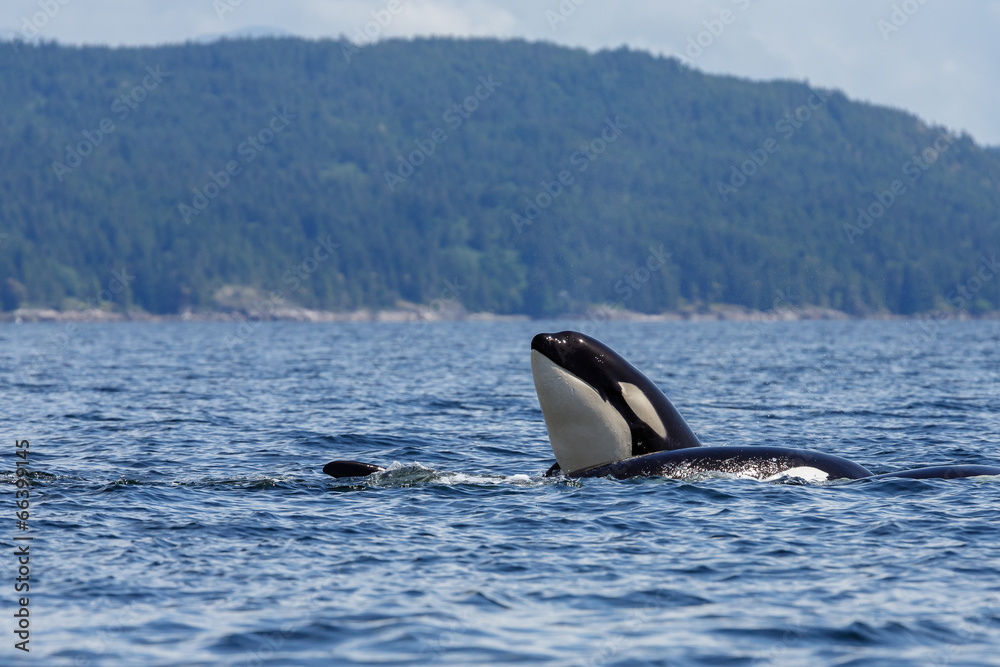 Naklejka premium Jumping orca whale or killer whale