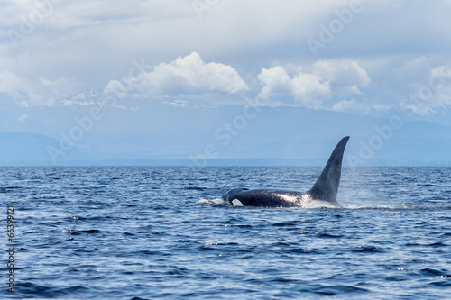 Orca whale or killer whale