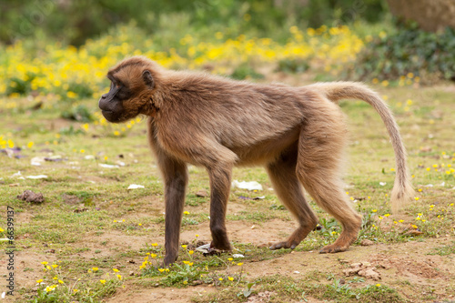 Bébé Gélada - Theropithecus gelada