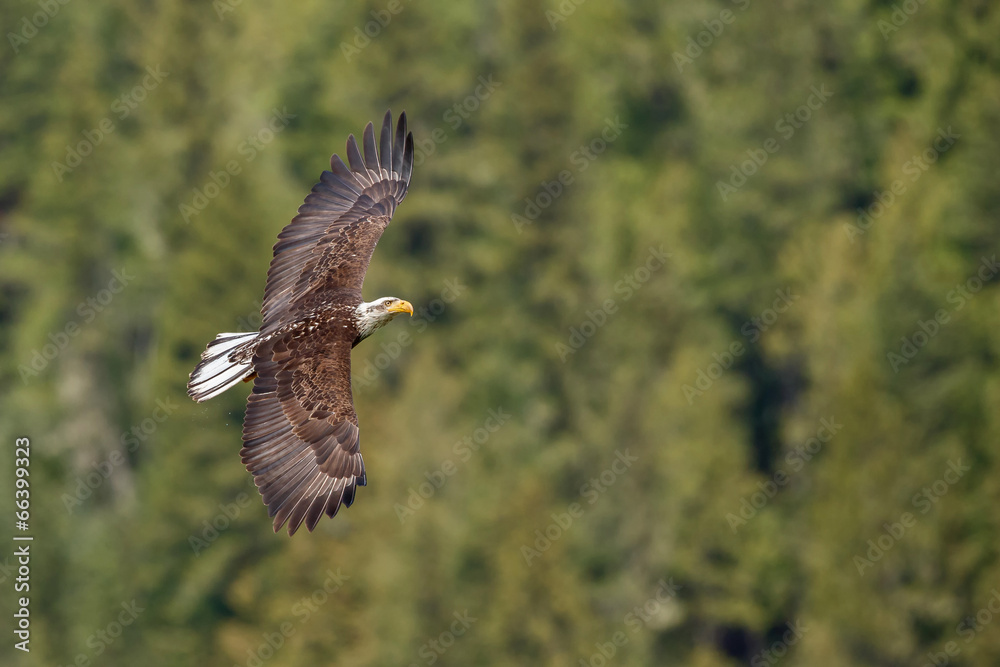 Fototapeta premium Bald Eagle in flight