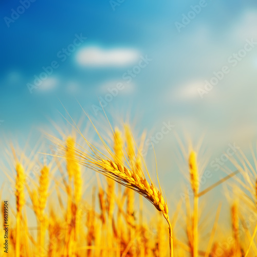 golden barley on field in sunset. soft focus