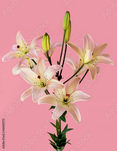 Fototapeta Naklejka Na Ścianę i Meble -  lilies in pink background