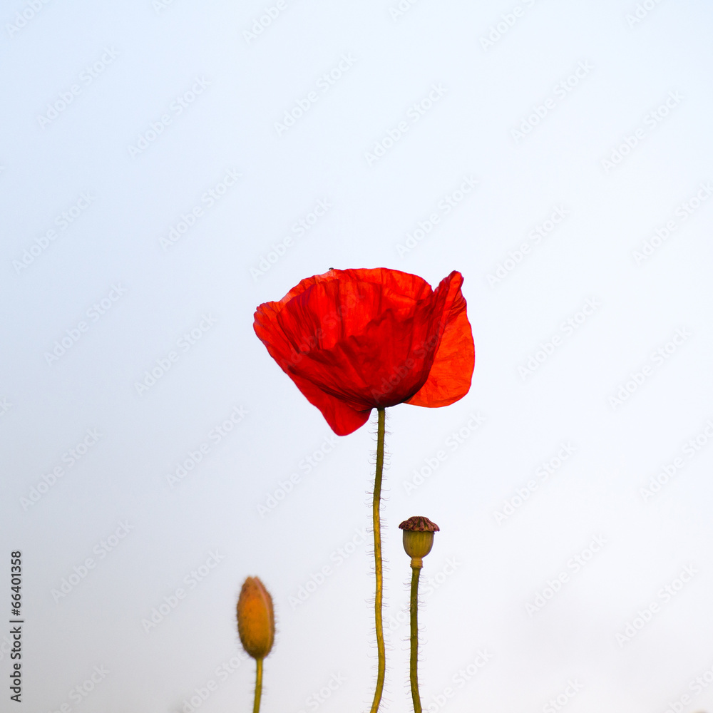 Obraz premium Single poppy at bright background