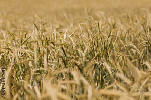 Wheat field in the countryside