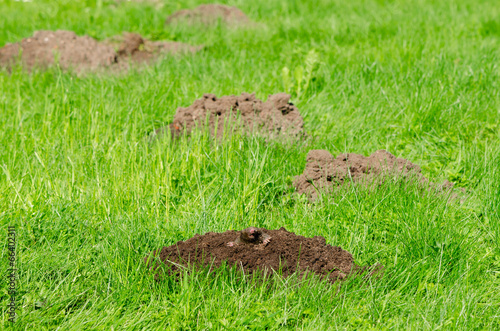 Mole hills on lawn grass and animal head in soil