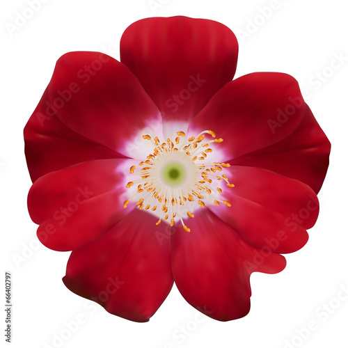 Bell flower. Vector illustration. Isolated on white