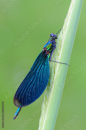 Beautiful Demoiselle photo