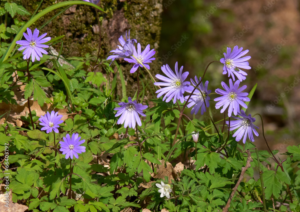 sottobosco di anemoni (Anemone apennina) sottobosco di anemoni (Anemone apennina)