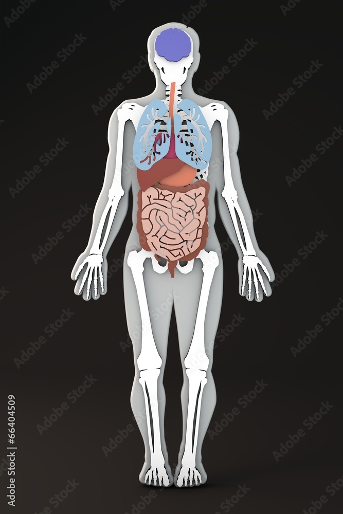 Corpo umano scheletro sezione organi interni e apparati Stock Illustration  | Adobe Stock