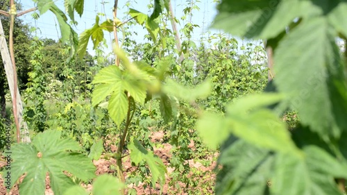 hop garden in vegetation, rack focus photo