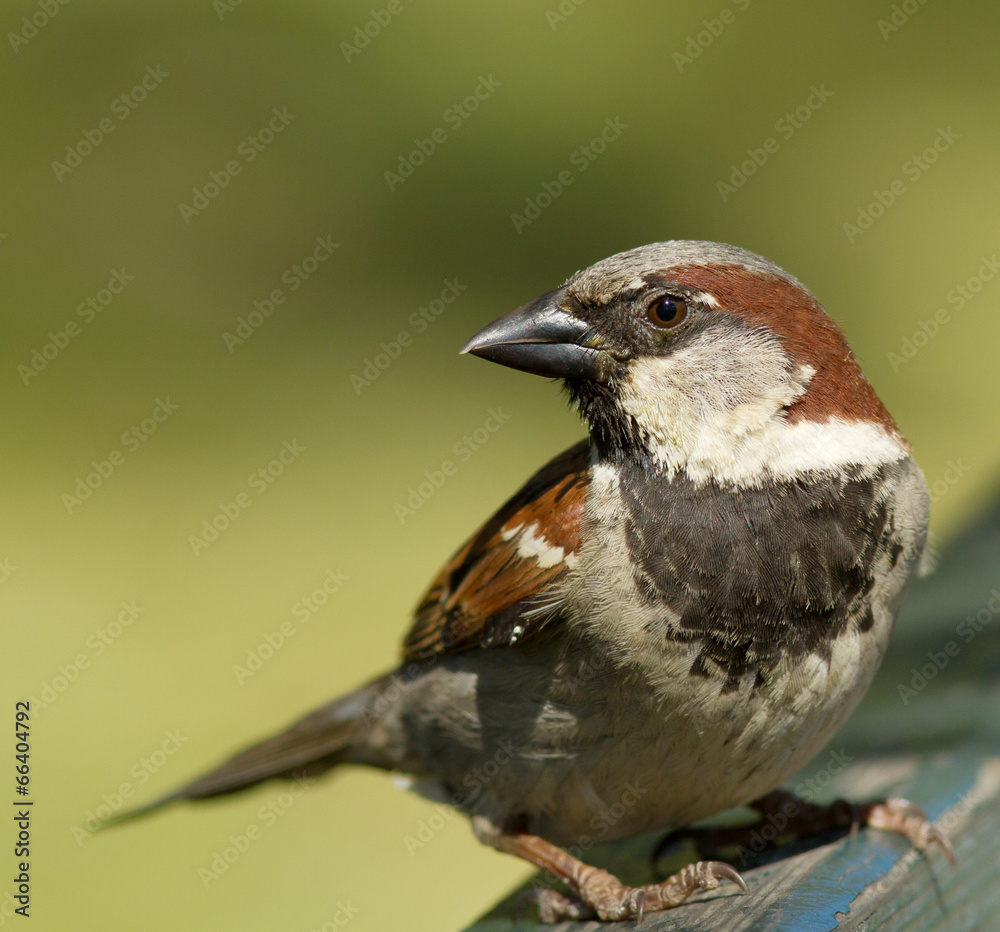 Naklejka premium House Sparrow