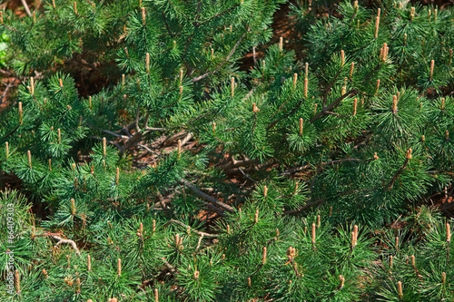 green pines, cones, branches, background