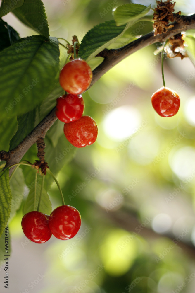Fototapeta premium Cerezas en el árbol.