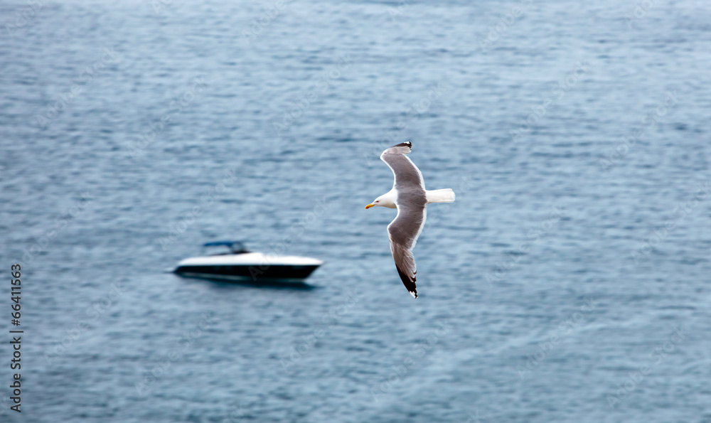 Seagull in a clear day in summer Seagull in a clear day in summer
