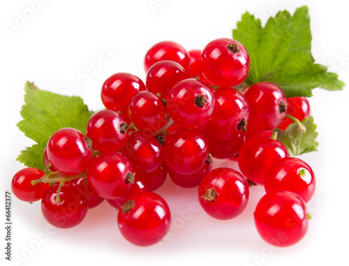 Red currant