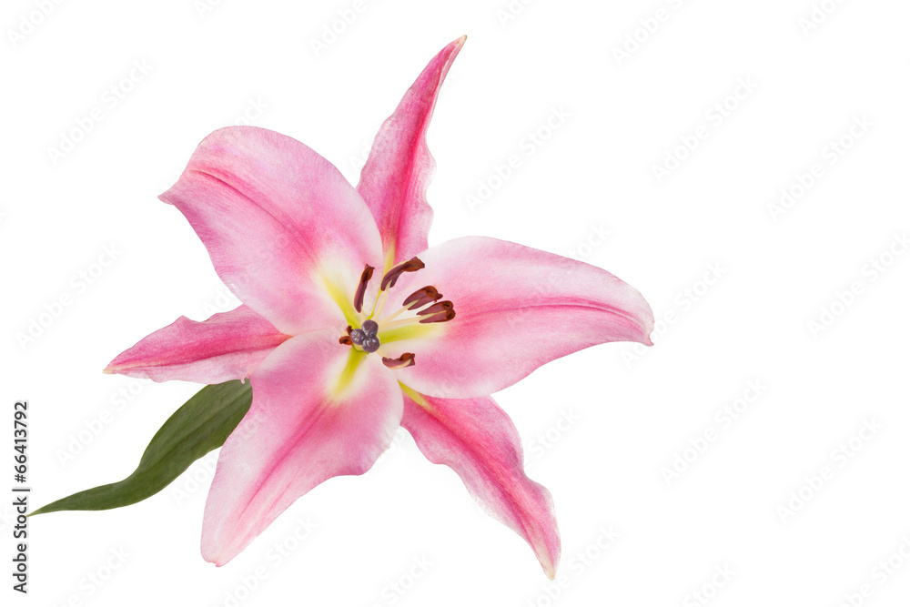 Pink Flower Pink Flower