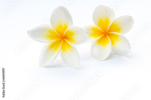 Frangipani (plumeria) flowers isolated on white © Prajak