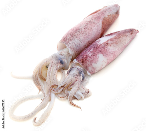Fresh squid isolated on white background