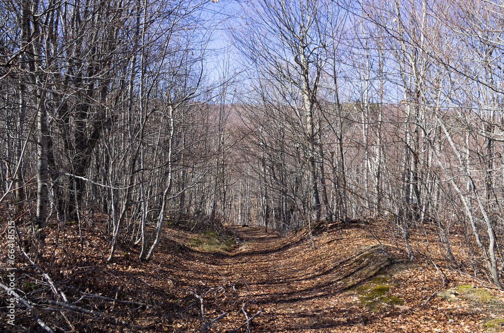 Forest at fall, on Vermion mountain, Veroia, Greece
