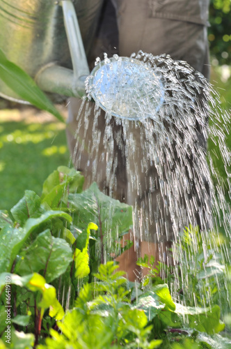 arrosage du potager