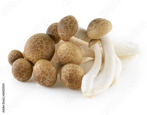 Brown beech mushrooms, Shimeji mushroom, Edible mushroom isolate