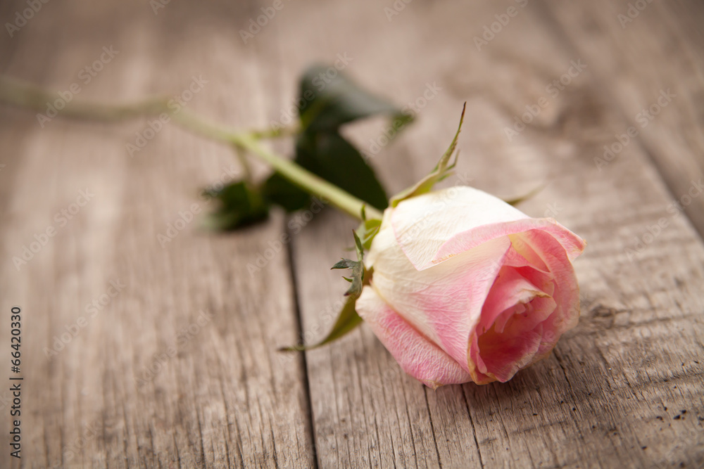rose on wooden background rose on wooden background