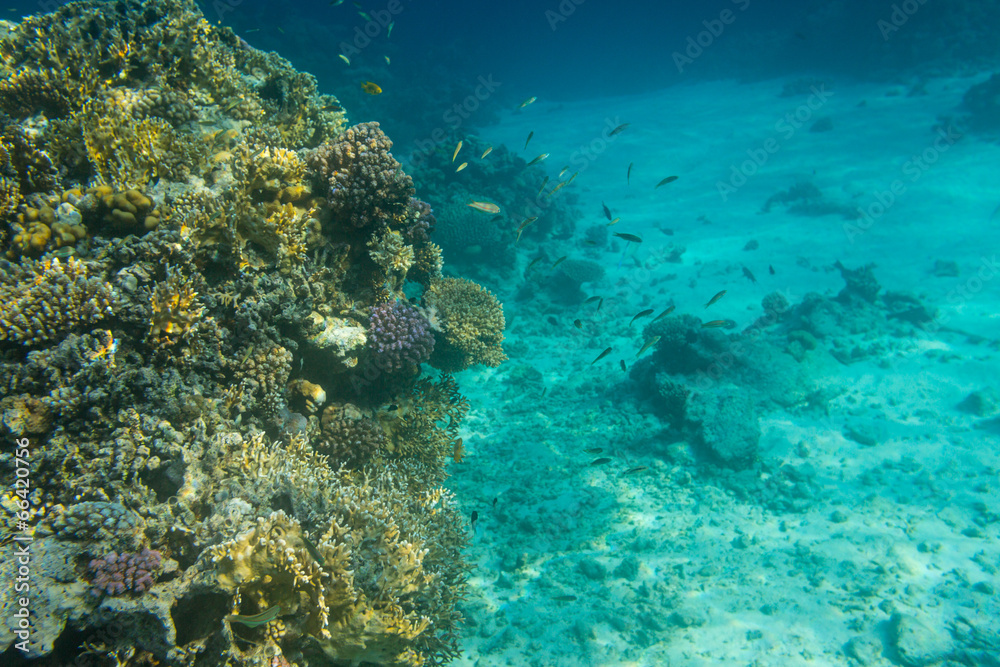 Fototapeta premium Cay