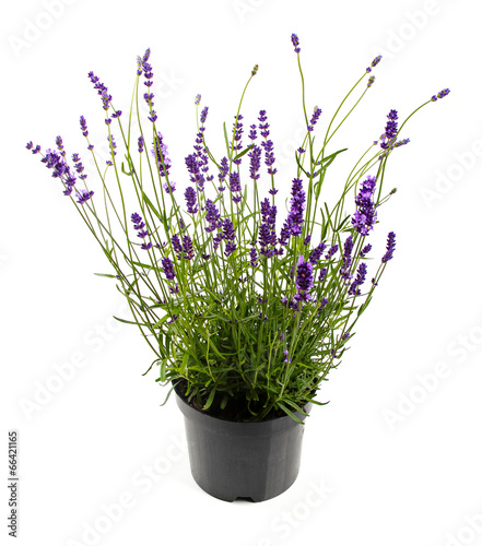 lavender in pot isolated on white