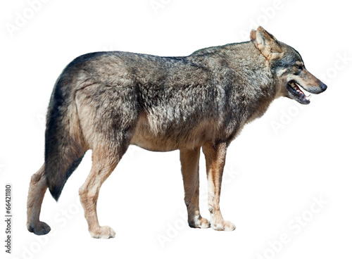 Iberian wolf on white background