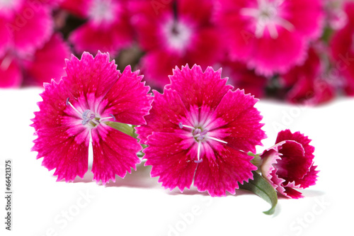 beautiful Dianthus barbatus flowers intensely pink isolated